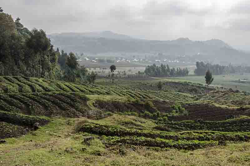 22 - Ruanda - parque nacional de los volcanes - paisaje